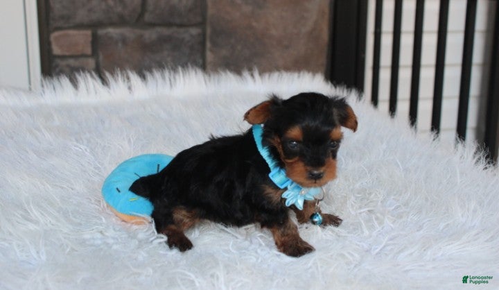 Yorkiepoo dogs Enzo - Ad 2