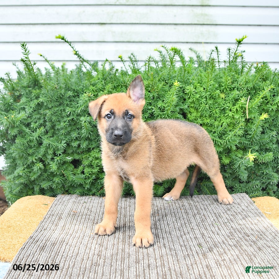 Mixed Breed dogs Axel - Ad 2