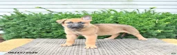 Mixed Breed dogs for sale: Axel - Ad 2