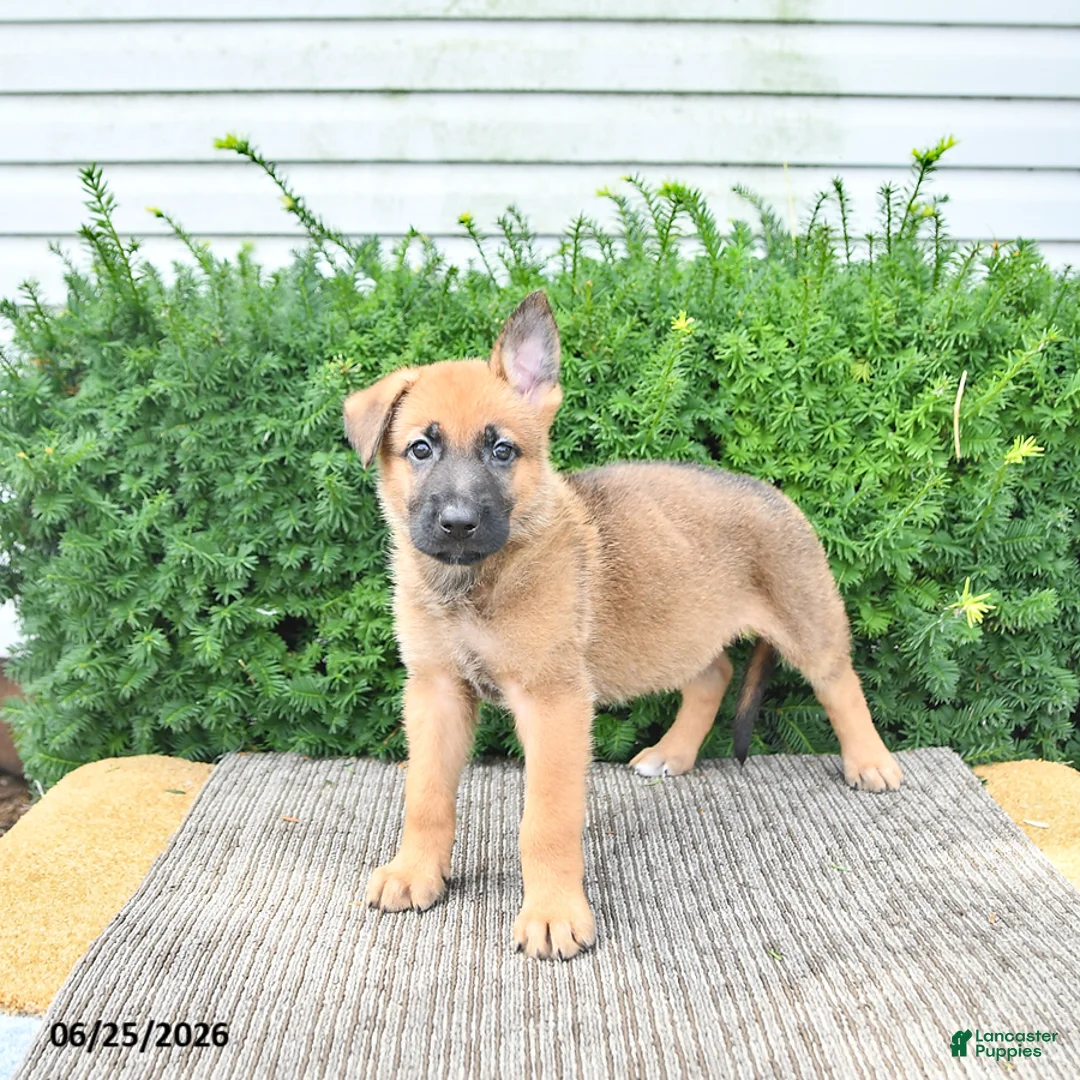Mixed Breed dogs for sale: Axel - Ad 2