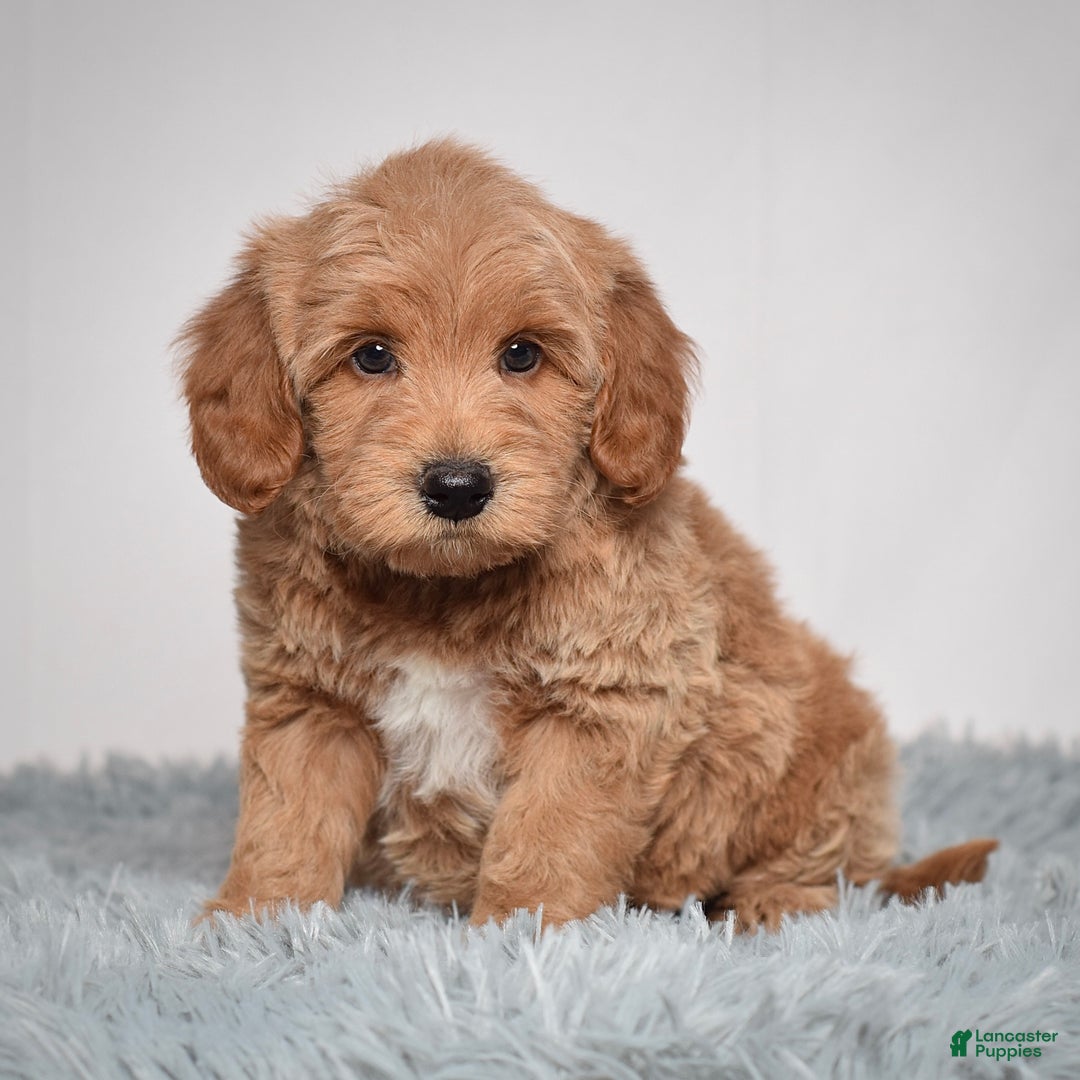 Mini Goldendoodle dogs for sale: Mr. Oscar - Ad 3