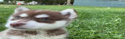 Pomsky dogs for sale: Pomsky 1 - Ad 4