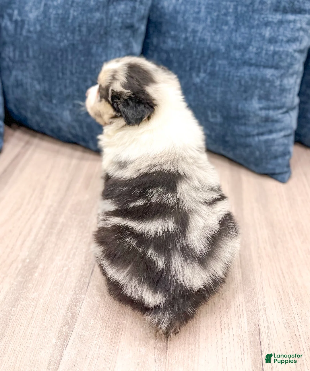 Australian Shepherd dogs for sale: Monty - Ad 5