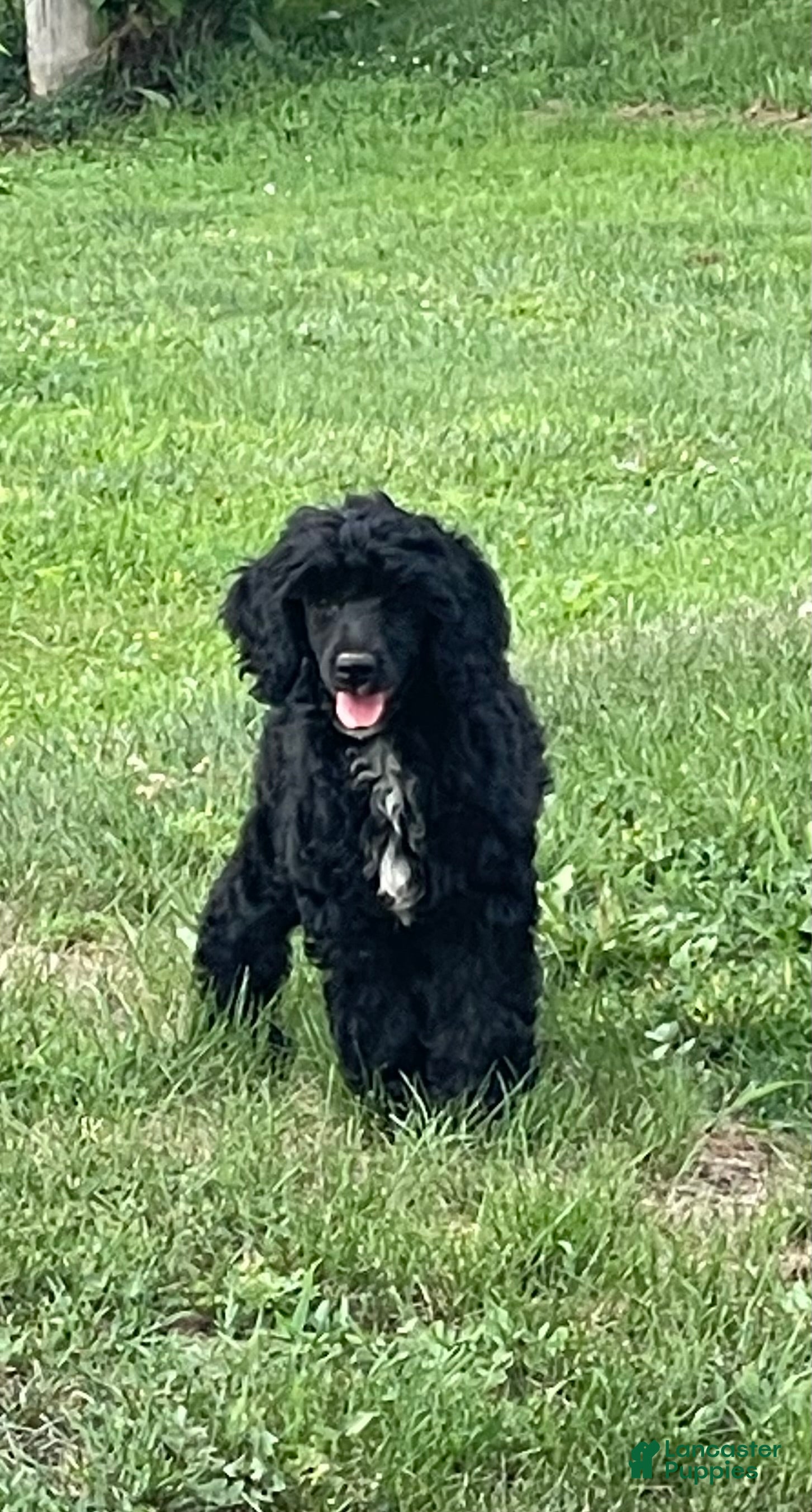 Miniature Poodle dogs Connie - Ad 2