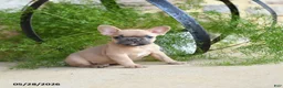 French Bulldog dogs for sale: Sparky - Ad 3
