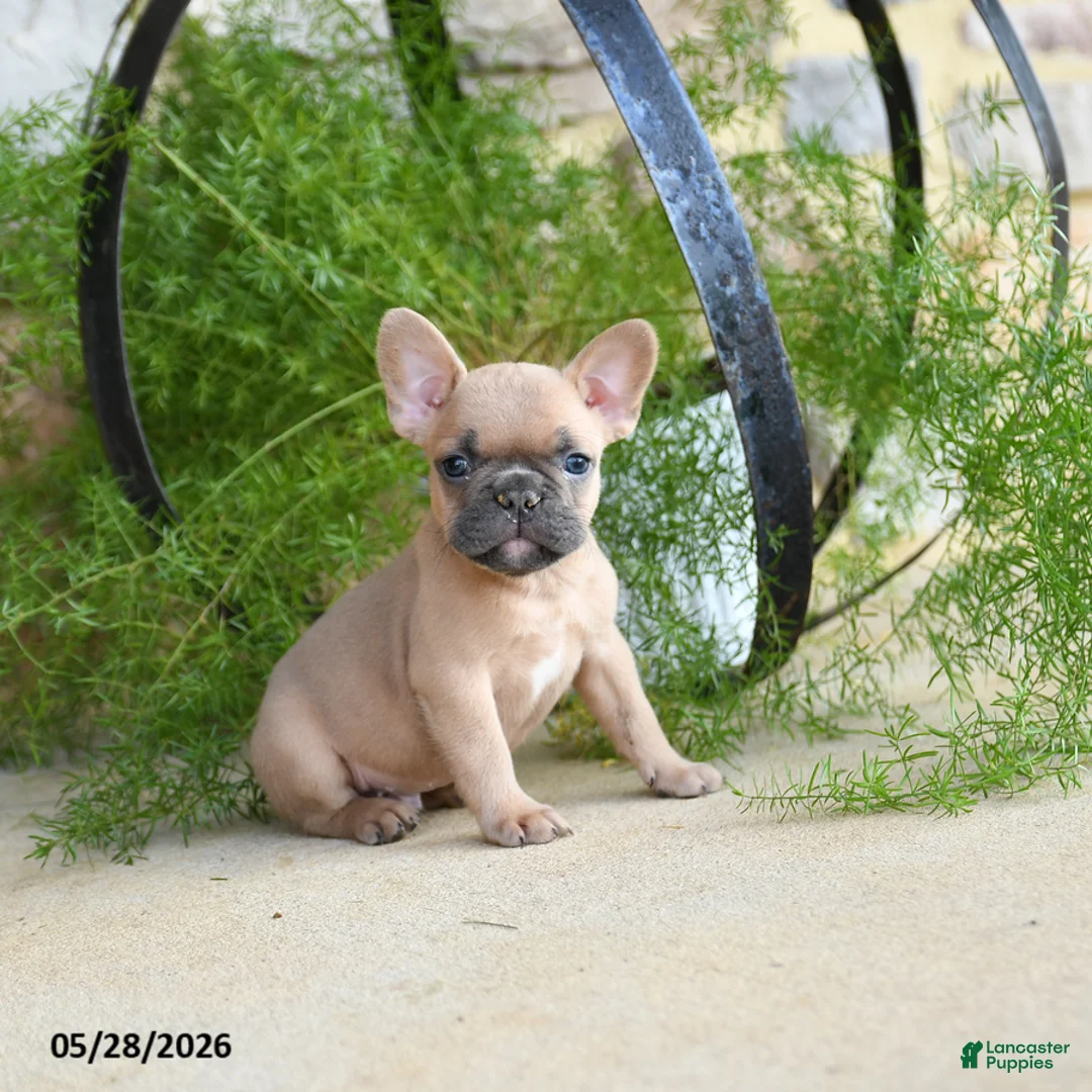 French Bulldog dogs for sale: Sparky - Ad 3