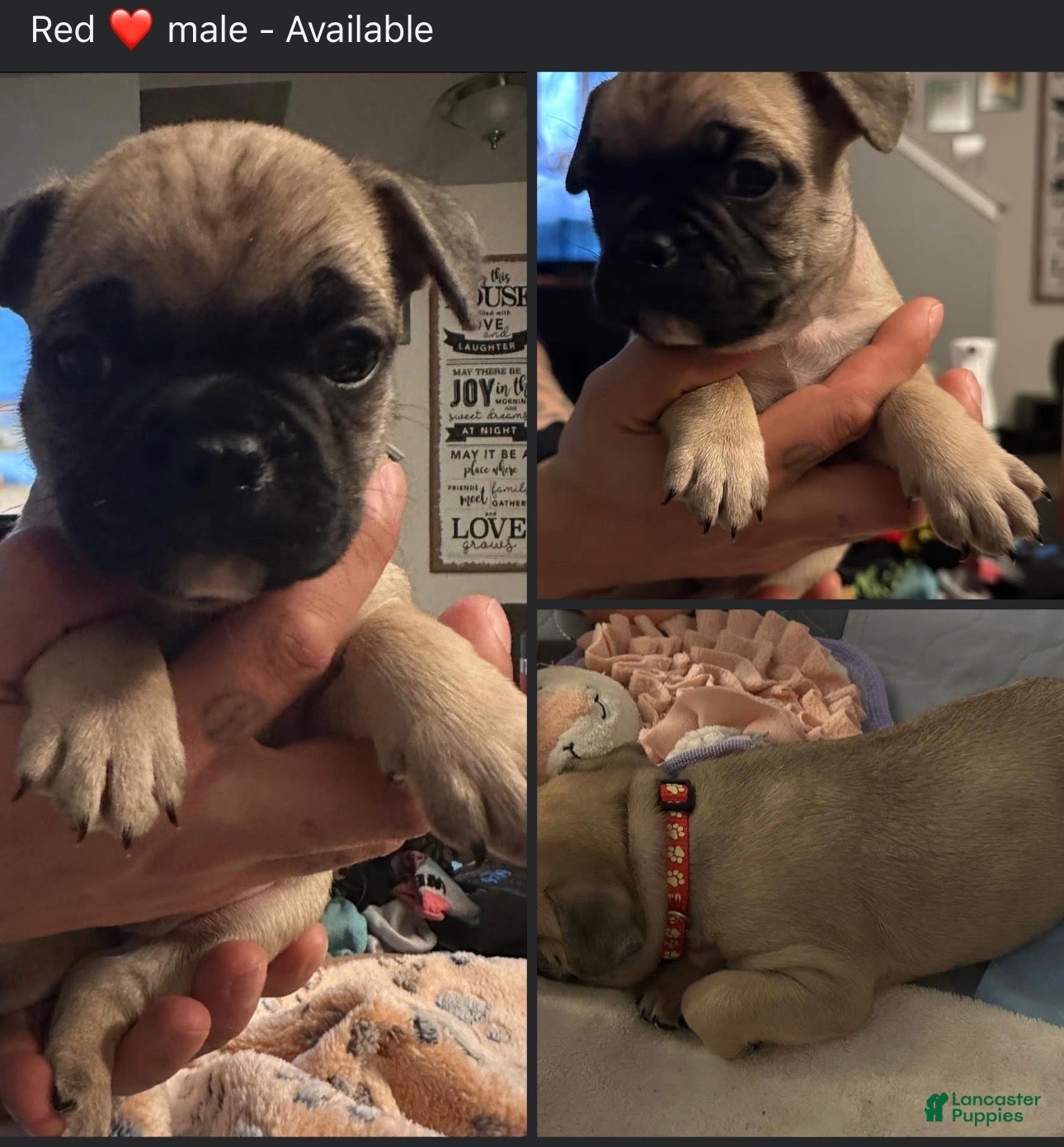 French Bulldog dogs Murphy - Red collar - Ad 1