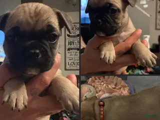 French Bulldog dogs for sale: Murphy - Red collar - Ad 1