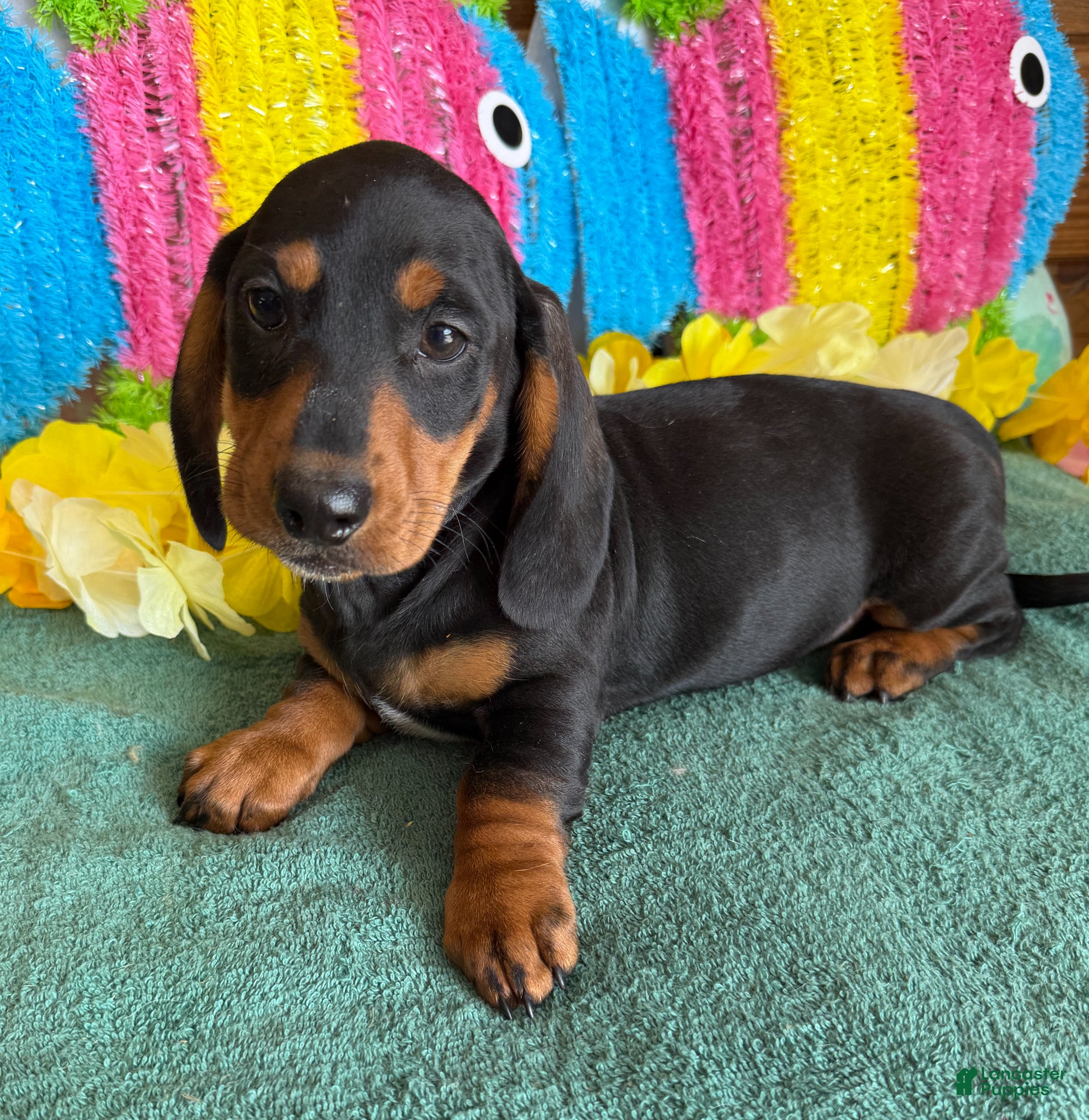 Dachshund dogs Lance - Ad 23