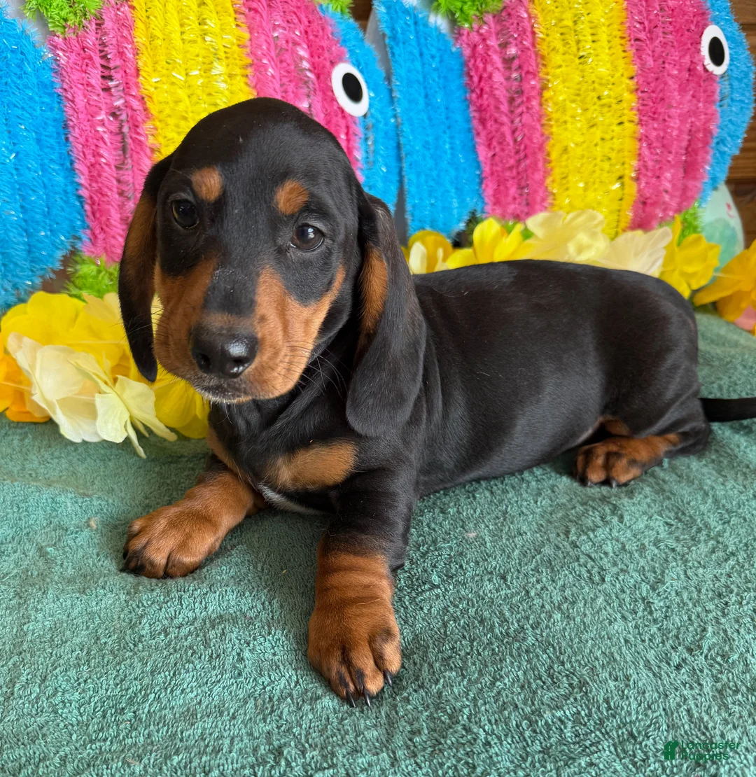 Dachshund dogs for sale: Lance - Ad 1
