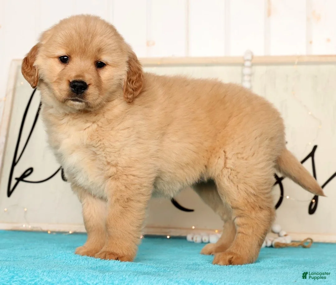 Golden Retriever dogs for sale: Roxey - Ad 5
