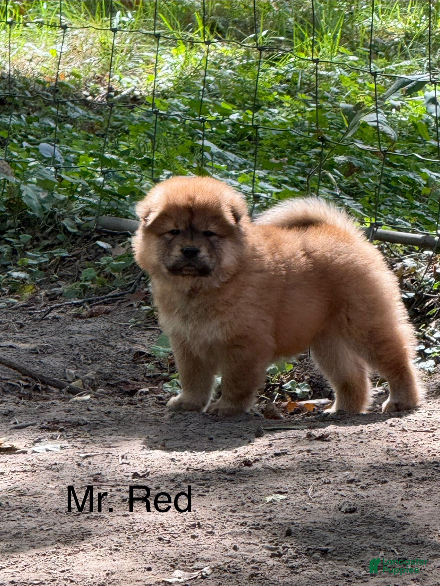 Chow Chow dogs Mr. Red - Ad 3