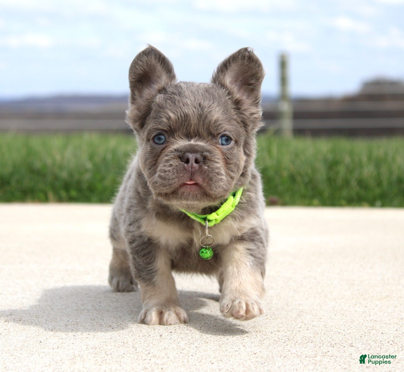 French Bulldog dogs Hank - Ad 1
