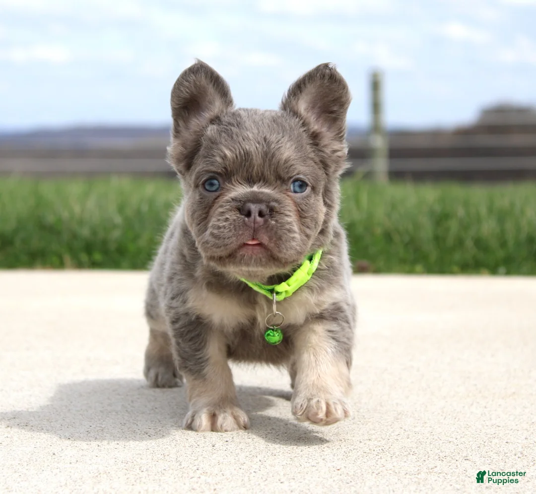 French Bulldog dogs for sale: Hank - Ad 1