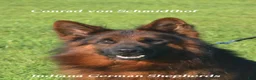 German Shepherd dogs for sale: Long coat black/red german shepherd male (Dolly/Conrad litter) - Ad 6