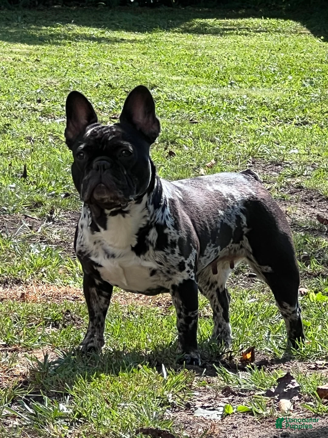 French Bulldog dogs for sale: MISO - Ad 7