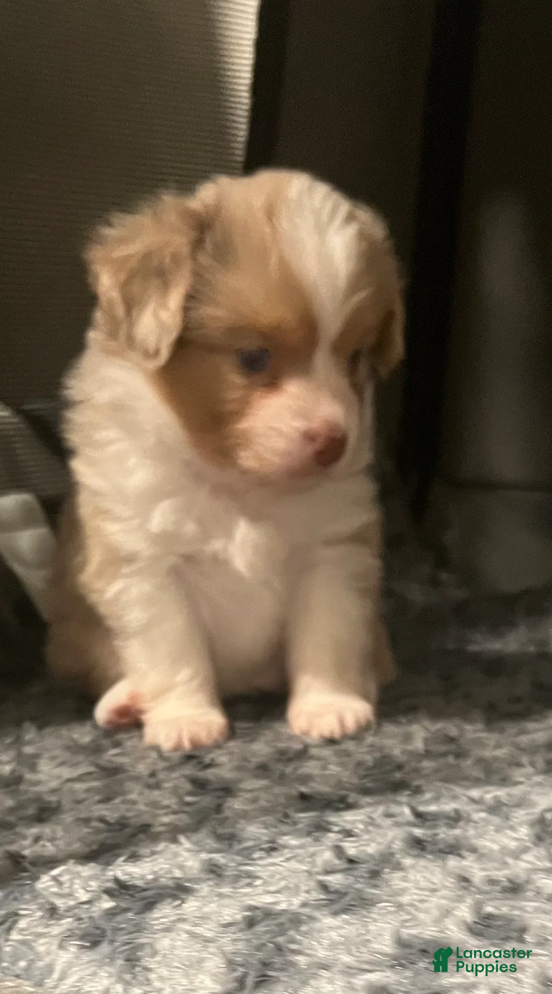 Toy Australian Shepherd dogs for sale: Toy Australian Shepherd Minnie Mouse - Ad 9