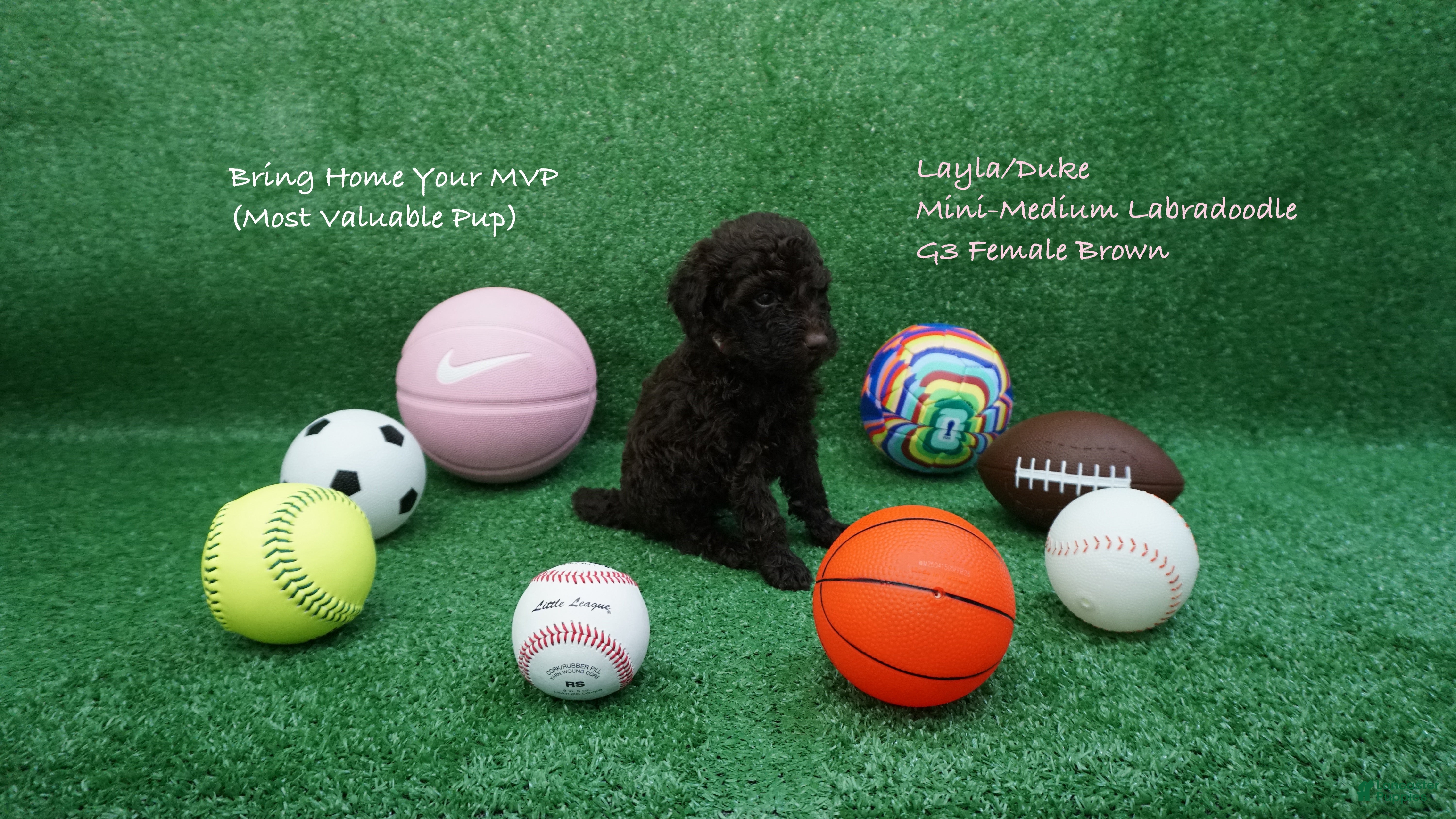 Miniature Labradoodle dogs LD G3 - Ad 13