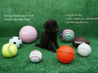 Miniature Labradoodle dogs LD G3 - Ad 13