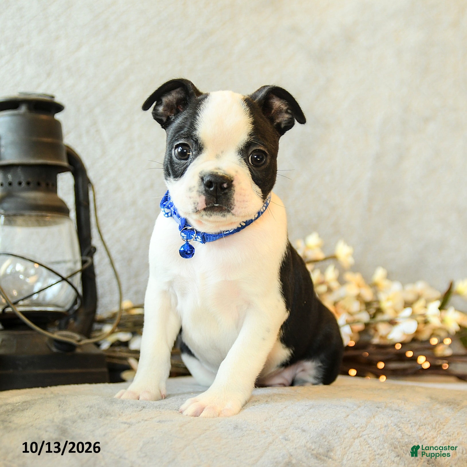 Boston Terrier dogs Coffee - Ad 1
