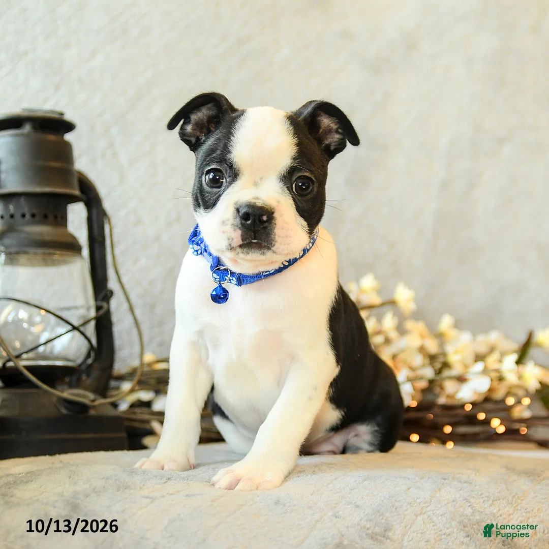 Boston Terrier dogs for sale: Coffee - Ad 1