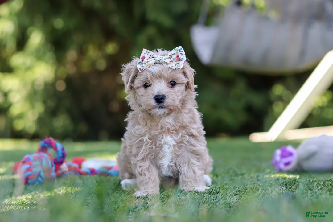 Maltipoo dogs for sale: Kris - Ad 2