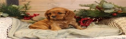 Cavalier King Charles Spaniel dogs for sale: Nicholas - Ad 1