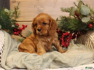 Cavalier King Charles Spaniel dogs Nicholas - Ad 6