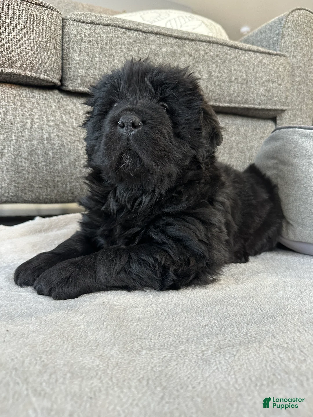 Newfoundland dogs for sale: “ Margo”  - Ad 8