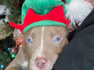 American Pit Bull Terrier dogs Xander - Ad 22