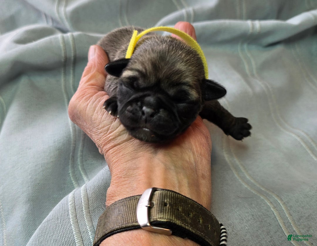 Pug dogs for sale: Daniel - Ad 1