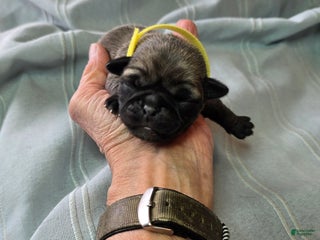 Pug dogs Daniel - Ad 36