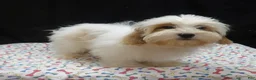 Shihpoo dogs for sale: Jacky  - Ad 4