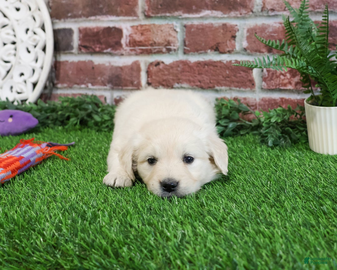 Golden Retriever dogs for sale: Chloe - Ad 7