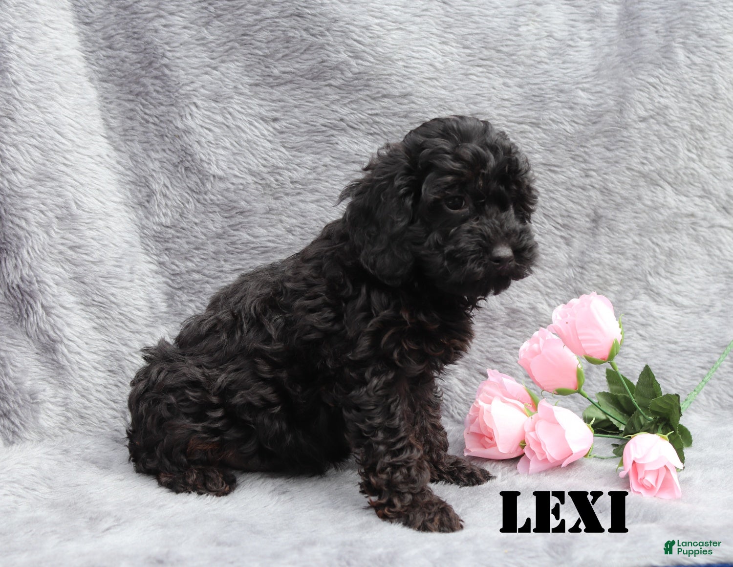 Mini Goldendoodle dogs for sale: Lexi - Ad 4