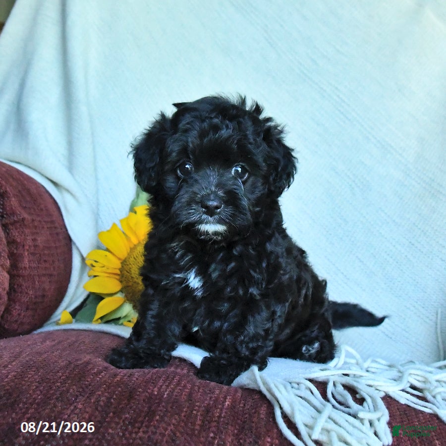 Havapoo dogs Amber - Ad 2
