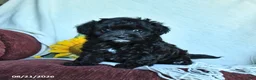 Havapoo dogs for sale: Amber - Ad 2