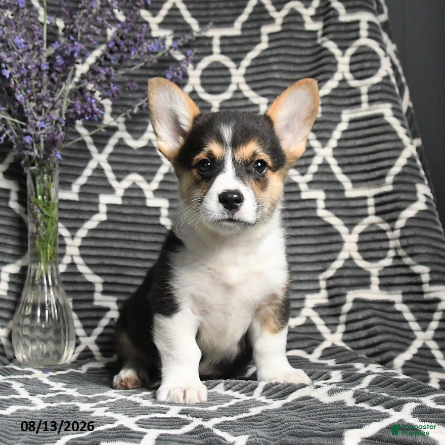 Welsh Corgi Pembroke dogs Champ  - Ad 1