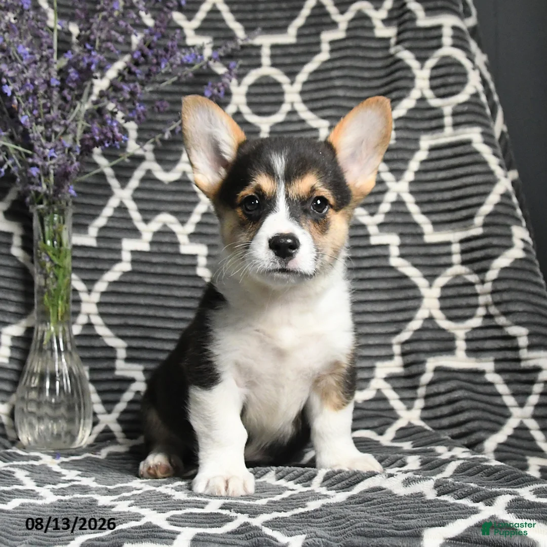 Welsh Corgi Pembroke dogs for sale: Champ  - Ad 1