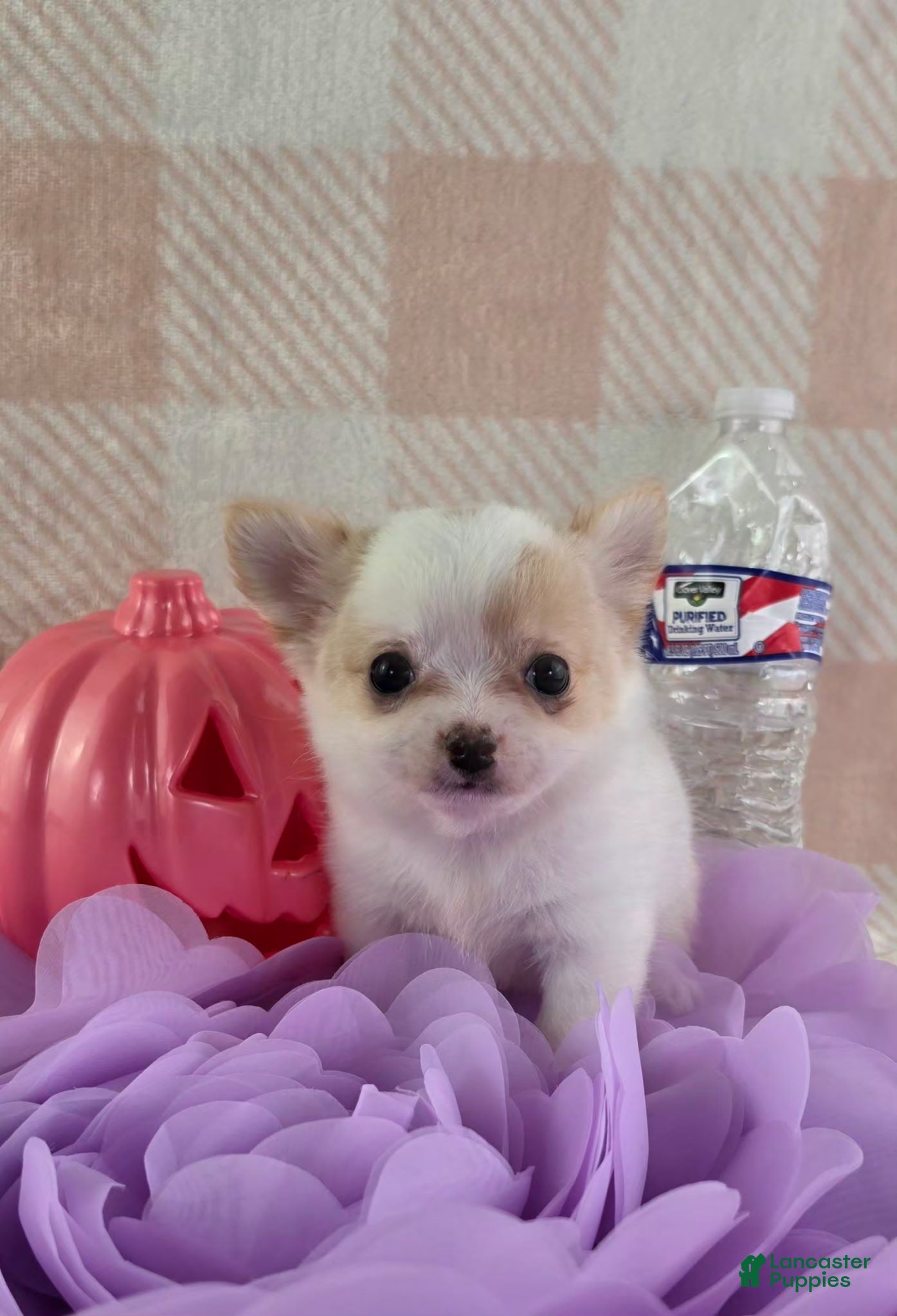 Chihuahua dogs Tulip - Ad 1
