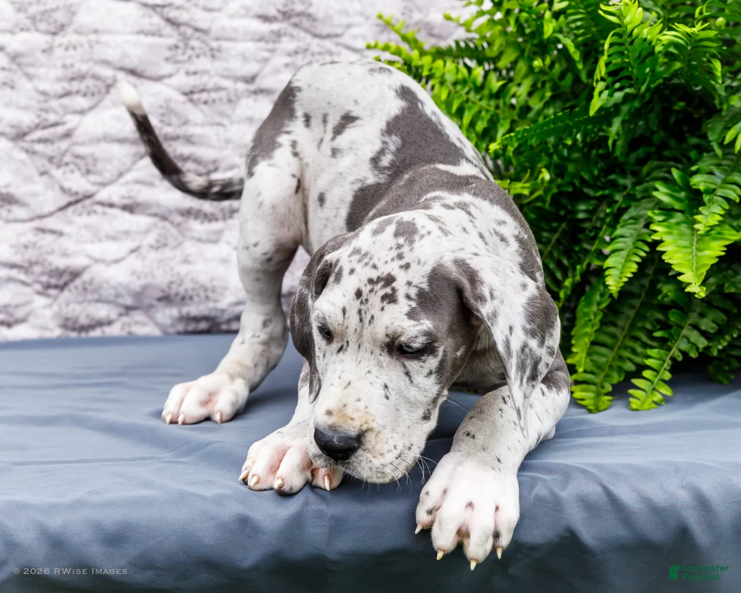 Great Dane dogs for sale: Kara - Ad 1