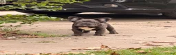 French Bulldog dogs for sale: French Bulldog Puppy 1 - Ad 4