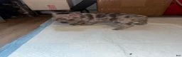 French Bulldog dogs for sale: French Bulldog 3 - Ad 6