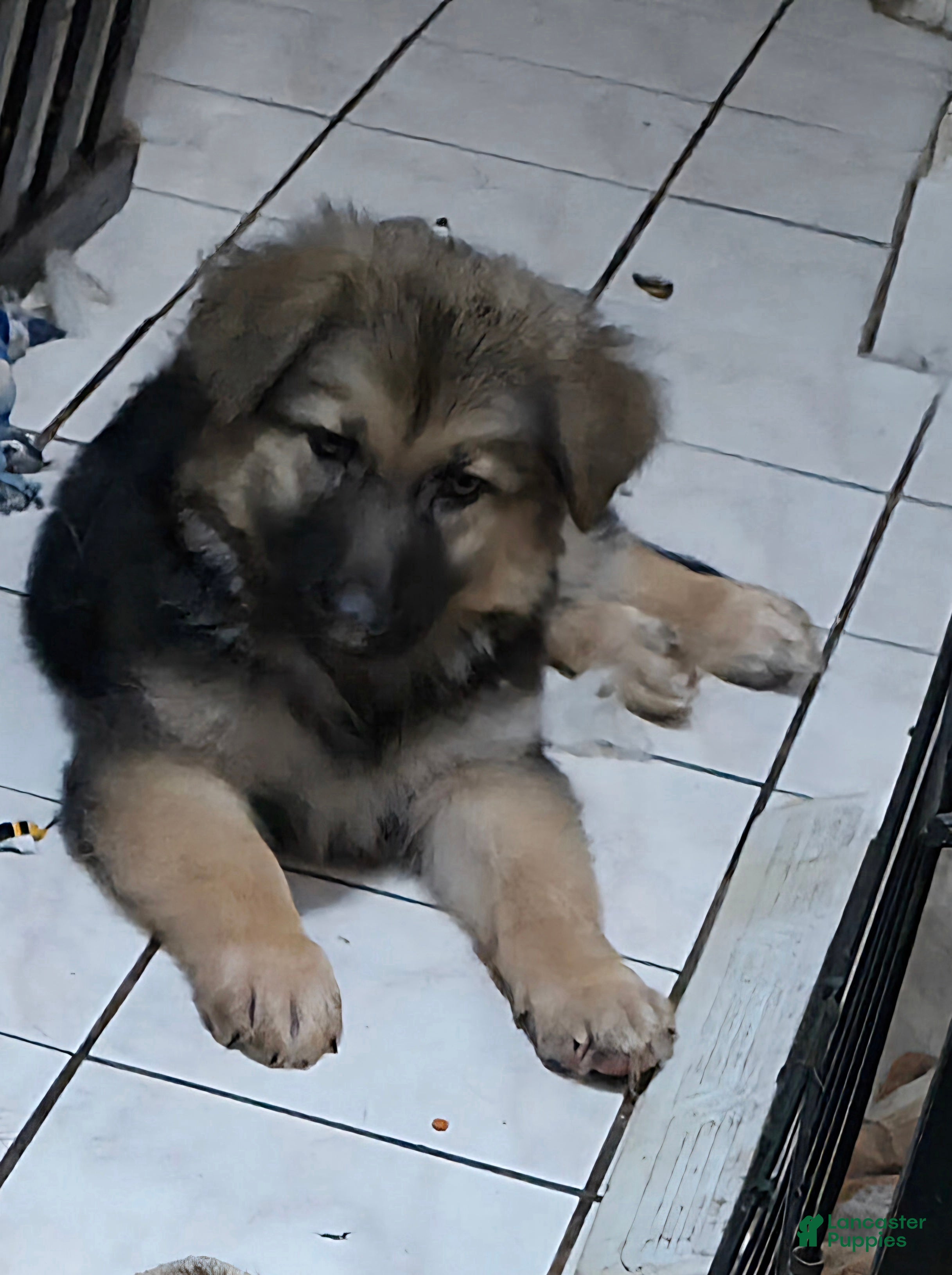 German Shepherd dogs COCO (11) - Ad 5