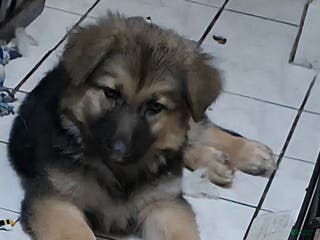 German Shepherd dogs COCO (11) - Ad 5