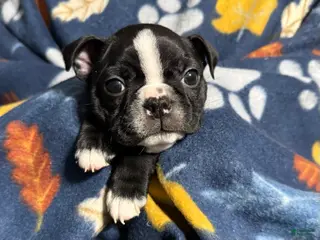 Boston Terrier dogs Prancer - Ad 37