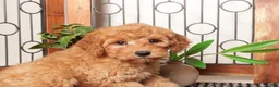 Mini Goldendoodle dogs for sale: Ann Amazing Red Mini Goldendoodle  - Ad 3