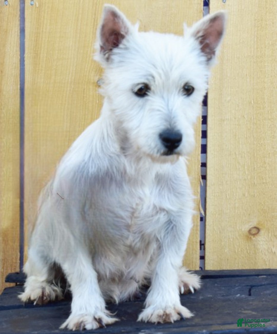 West Highland Terrier dogs for sale: Blitzen - Ad 4