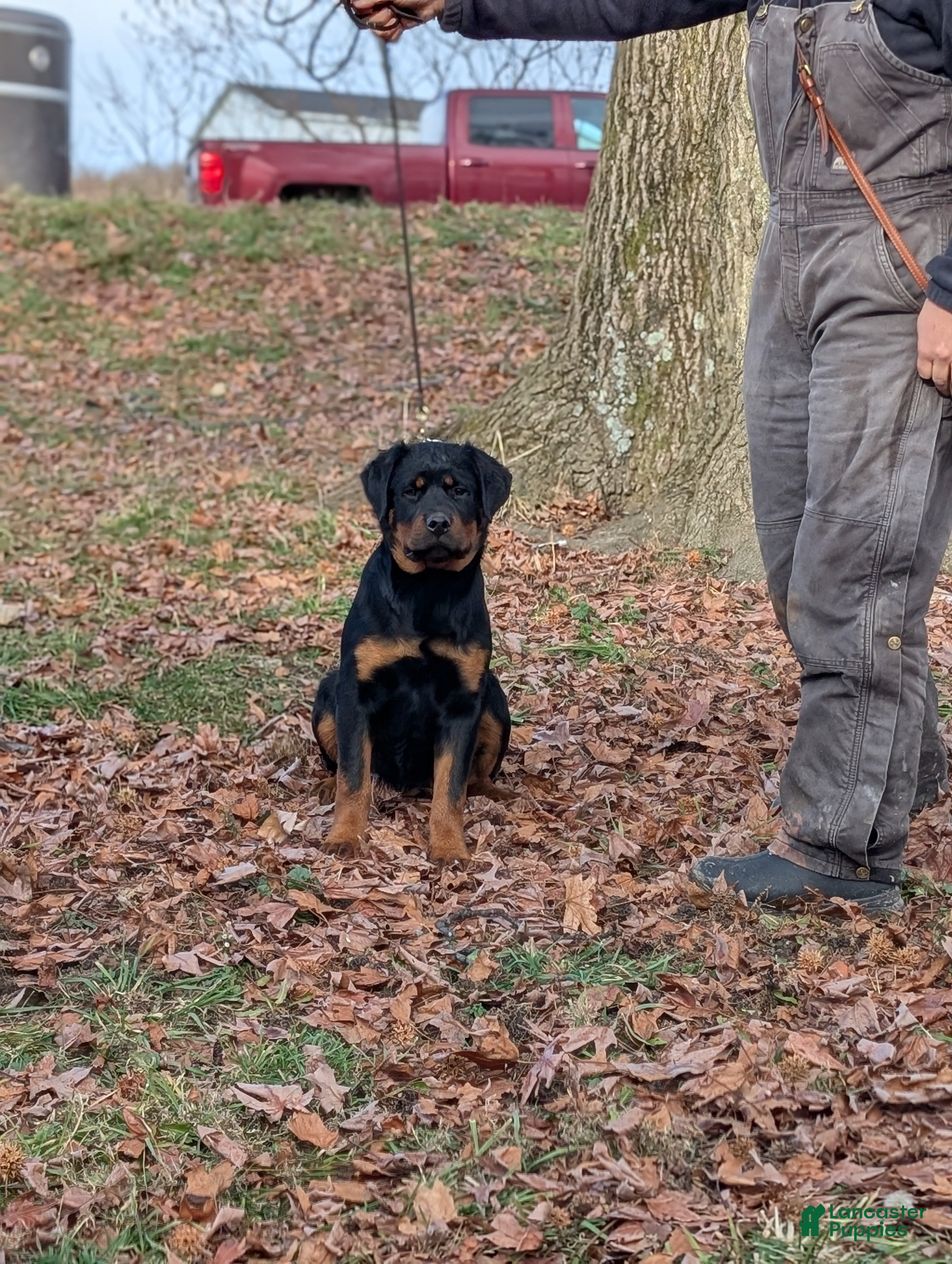 Rottweiler dogs Olive  - Ad 5