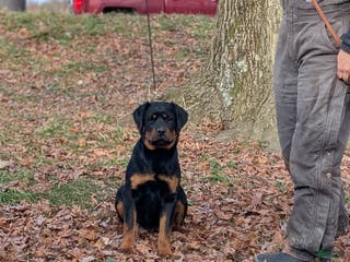 Rottweiler dogs Olive - Ad 4